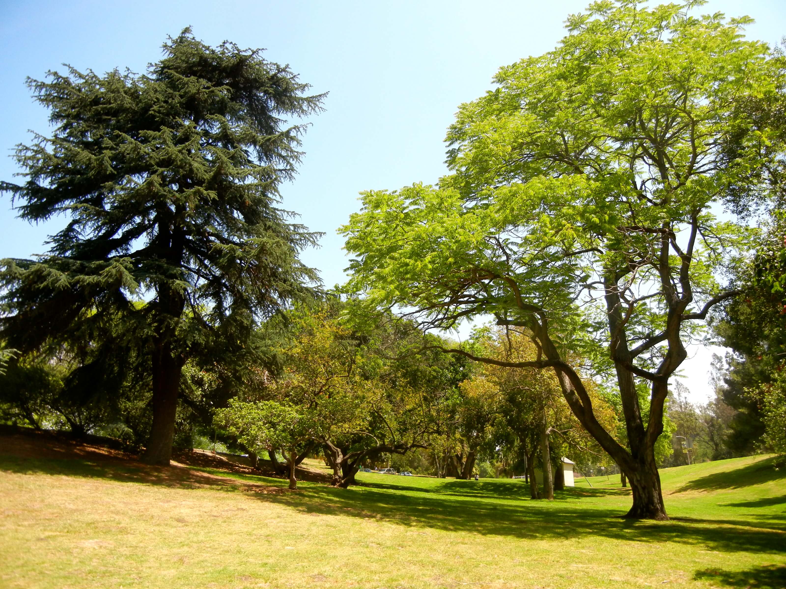 Los Angeles Park Forests Los Angeles Parks Foundation