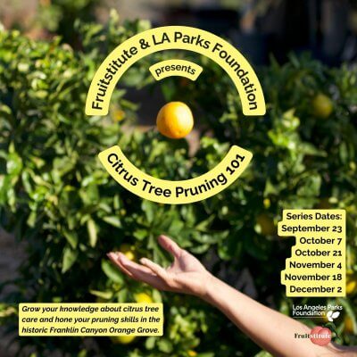 Franklin Canyon Orange Grove: Fruitstitute Workshops!